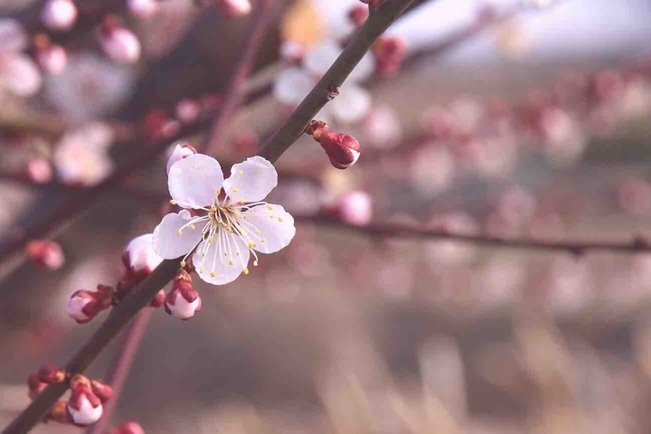 매화 梅花