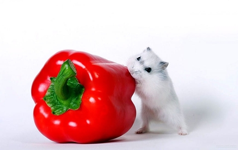 sfondi superfood, food