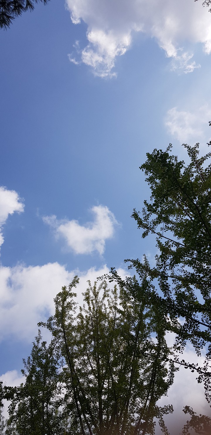 sky autumn tree