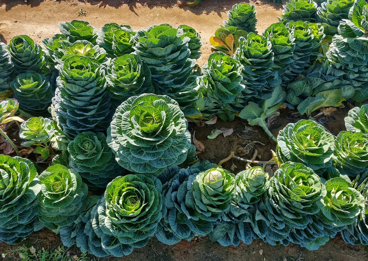 cabbage patch