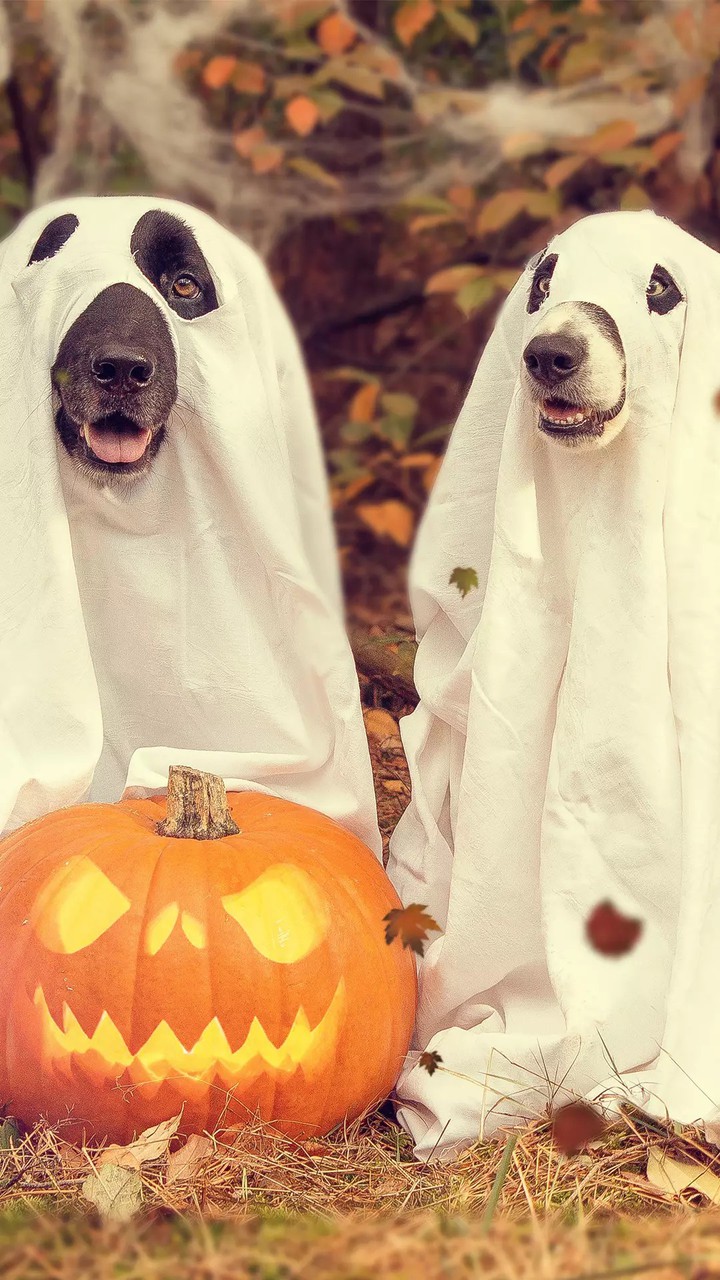 Ghosts