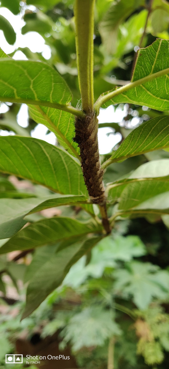 caterpillar