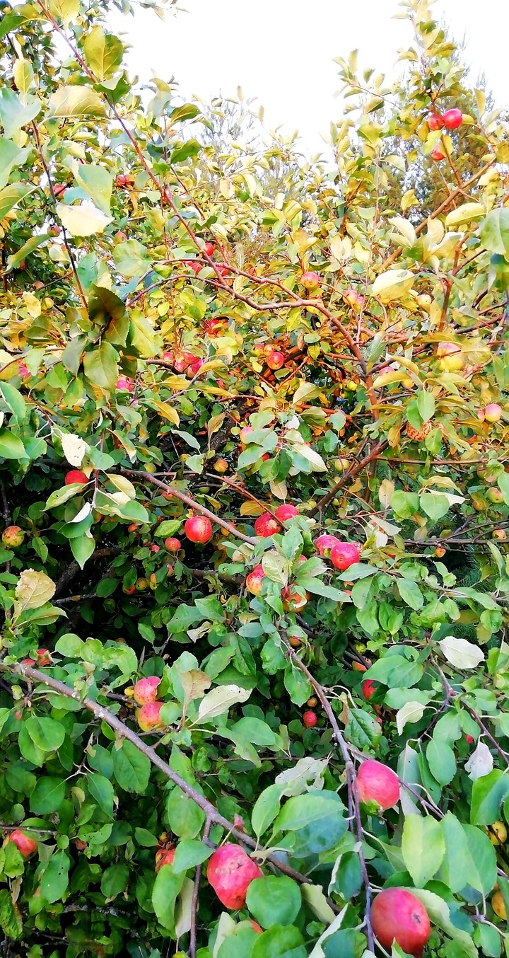apple