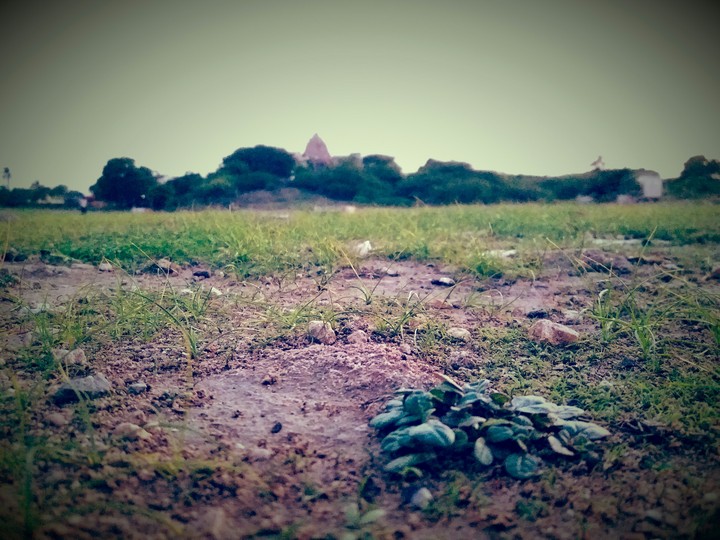 grass with plants