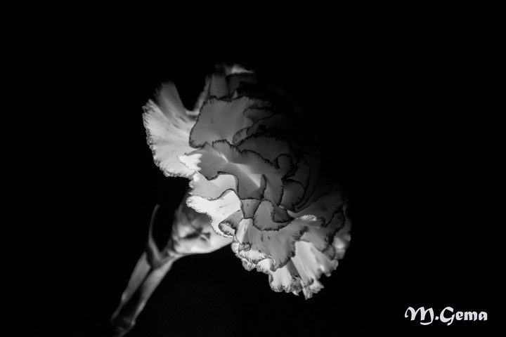 clavel