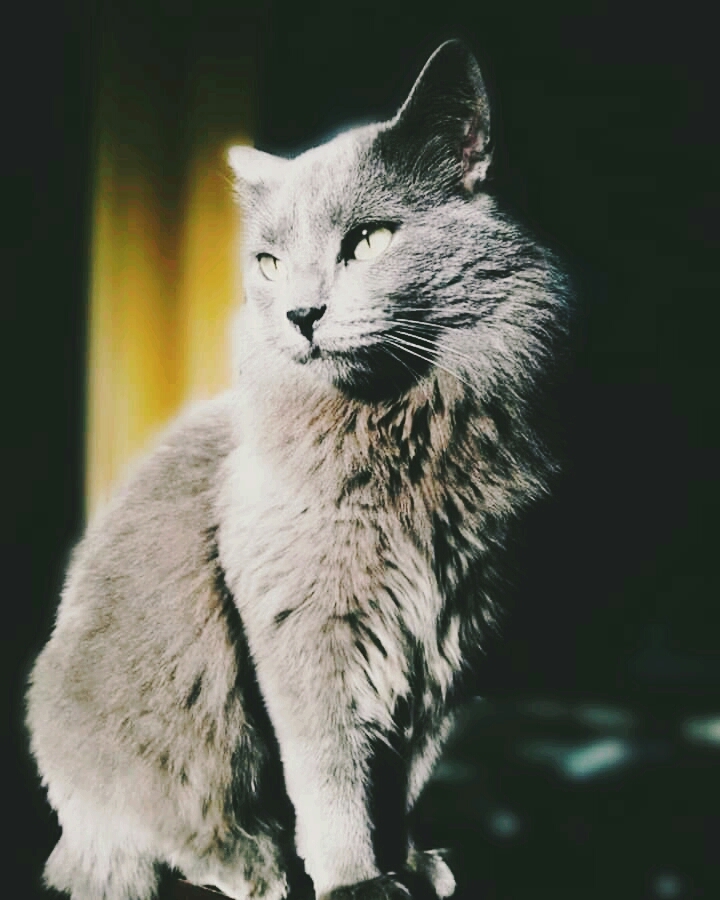 O gato cinza