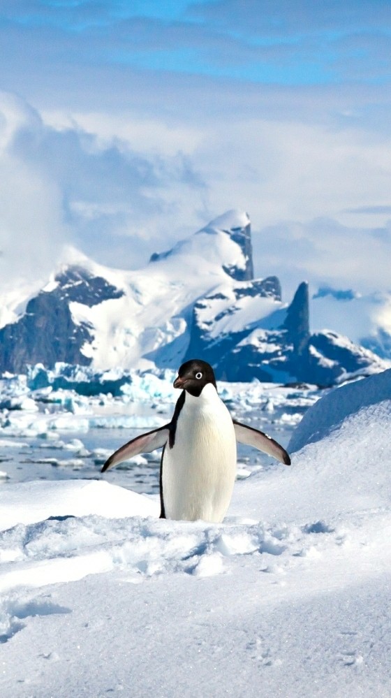 Cute penguin!!