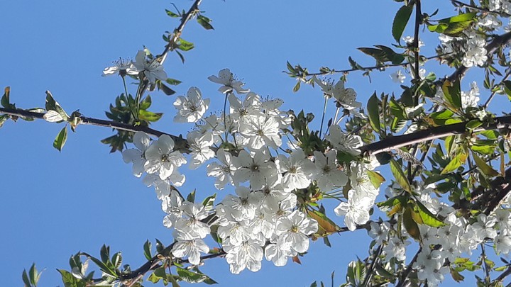 Blossem tree
