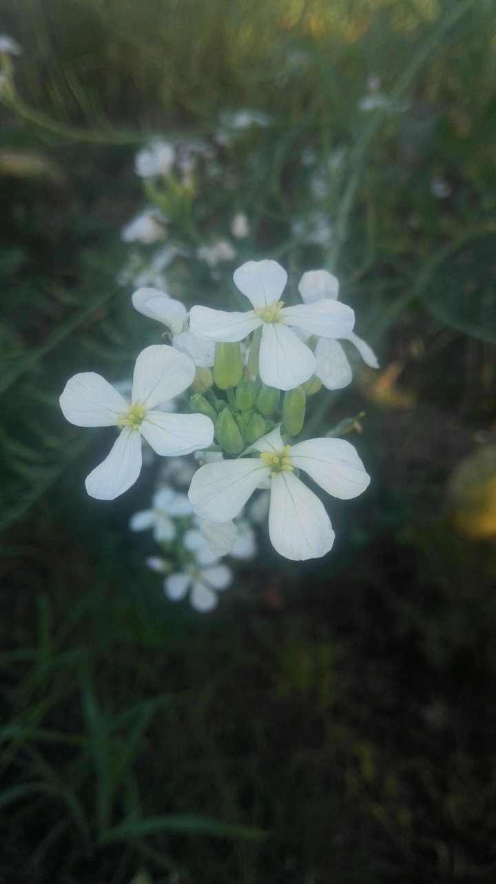 Beautiful Flowers