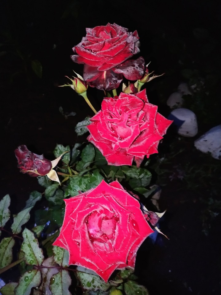 Roses