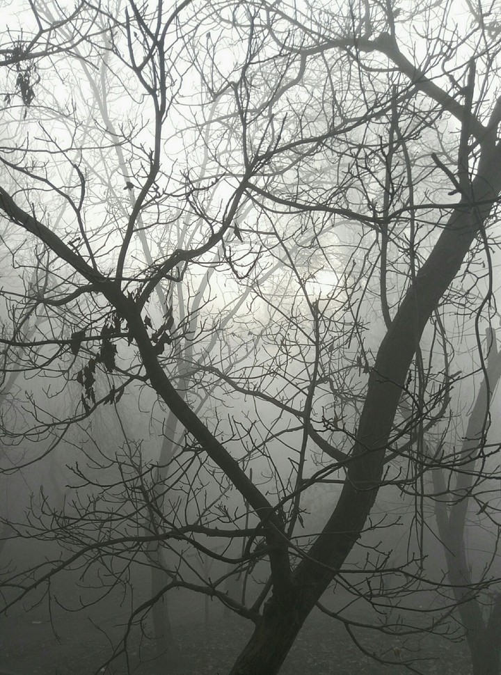 Mist fog