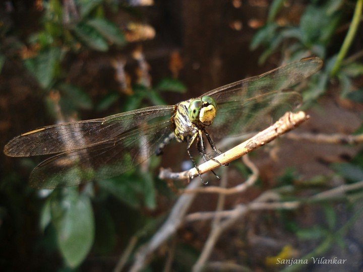 Green Dragonfly