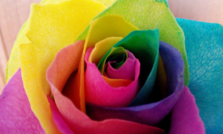 Rainbow rose