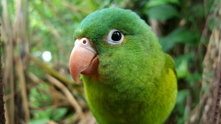 bird