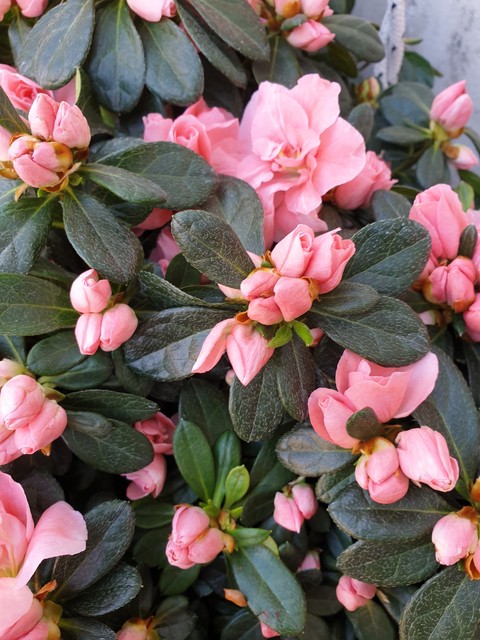 Fiori rosa