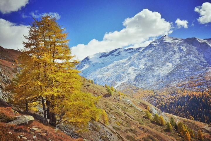 Swiss