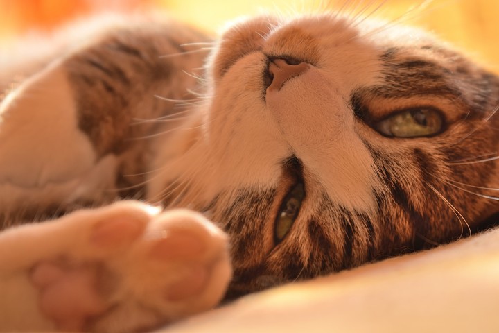 gatto