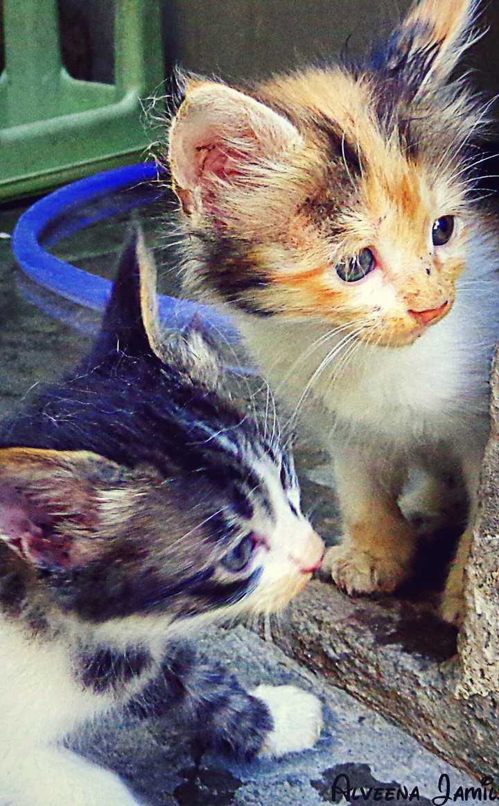 Cute Kittens