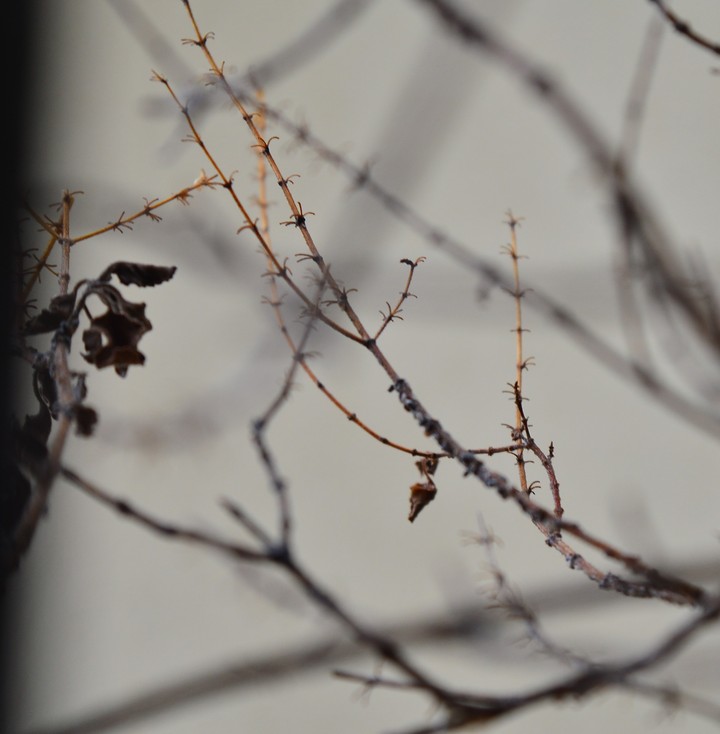 died or dried?