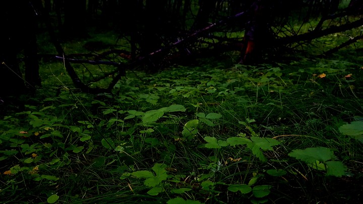 forest