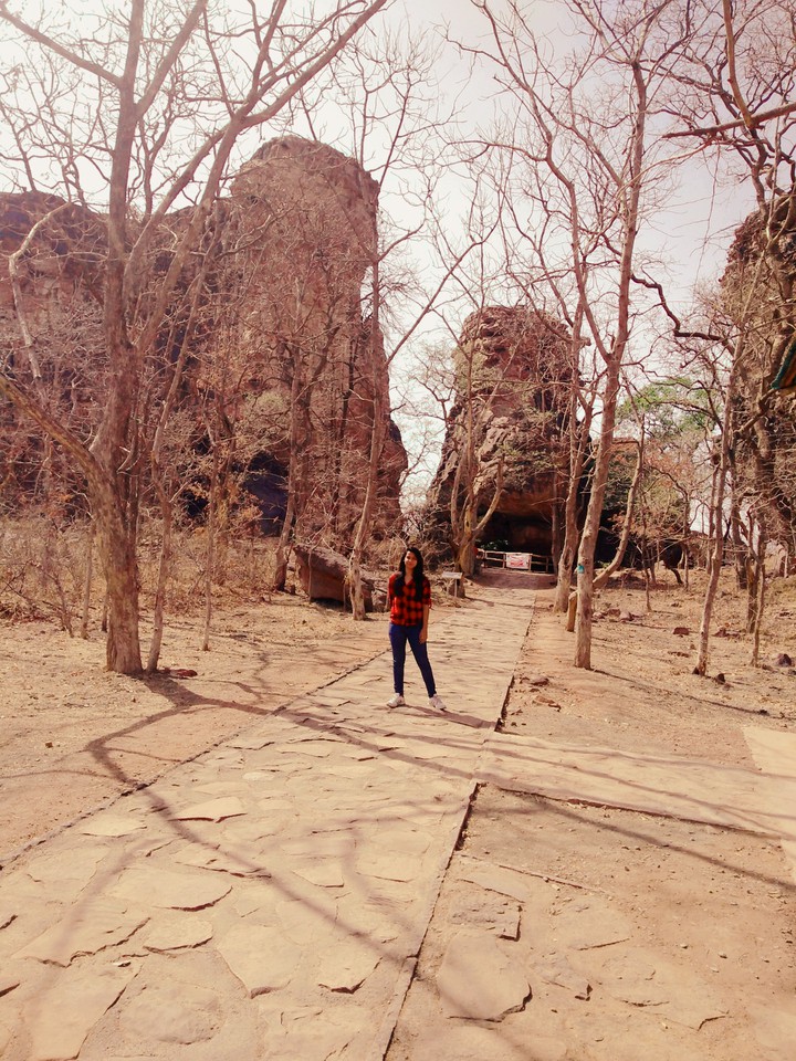 dried trees