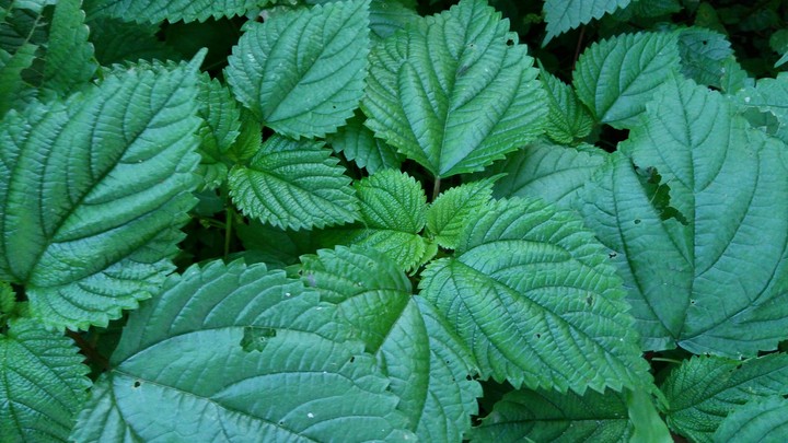 A new shade of green