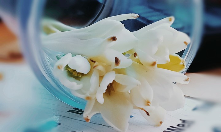 Sweet Flower