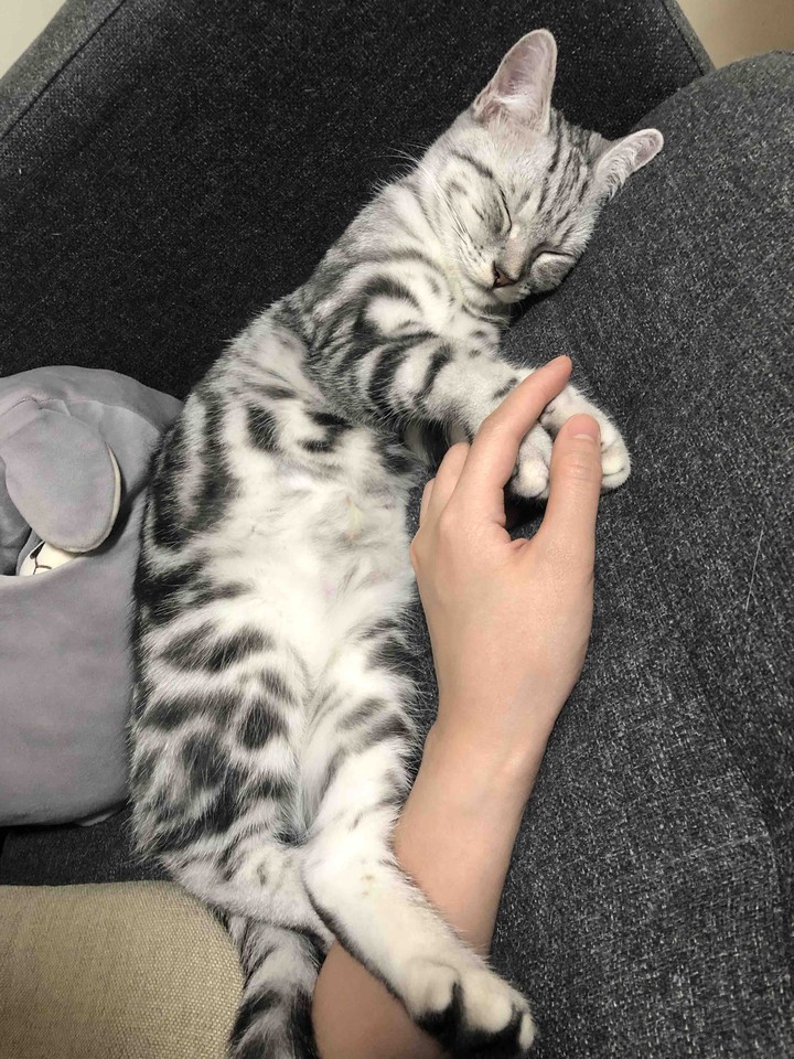 cat