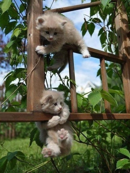 котики