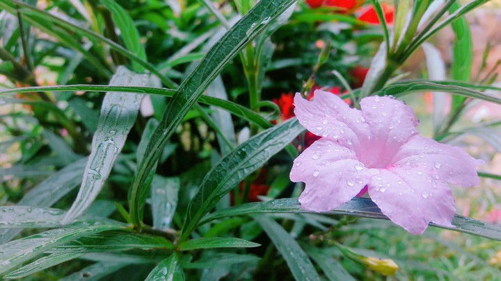 flowers