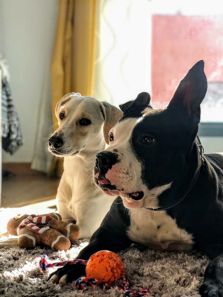 Amigos Inseparables