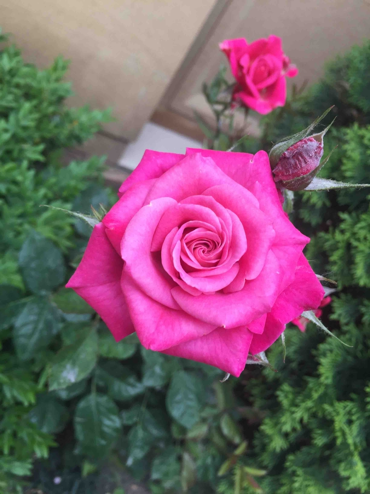 Roses