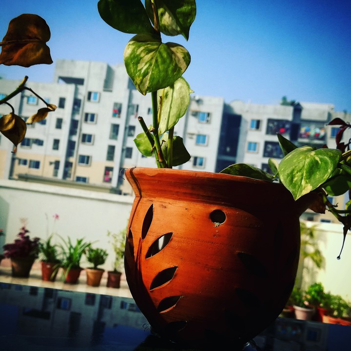 Plant