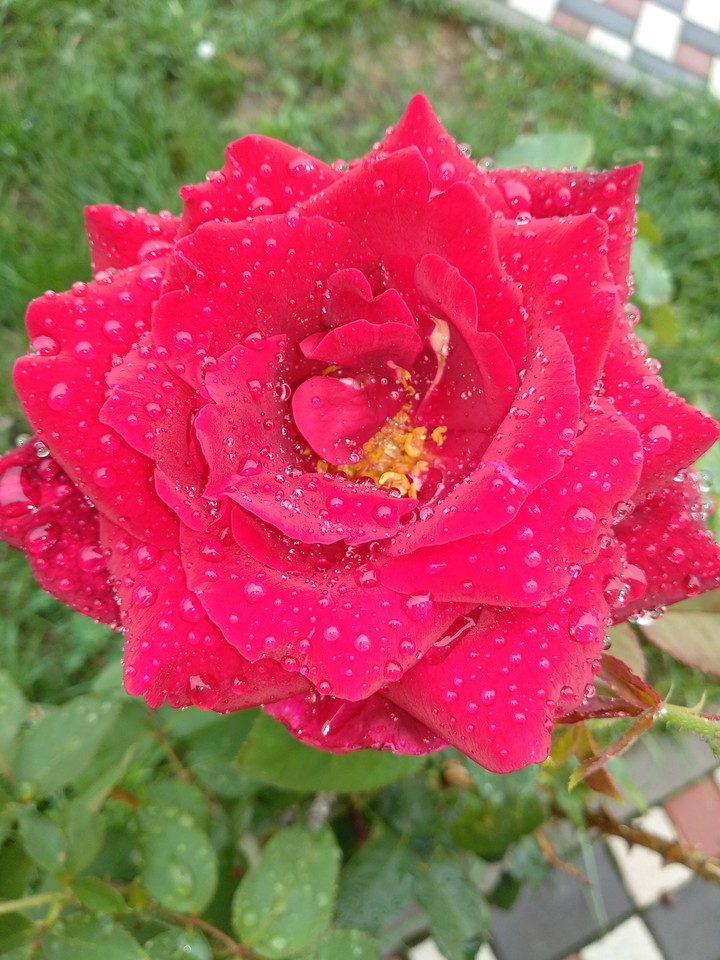 flower