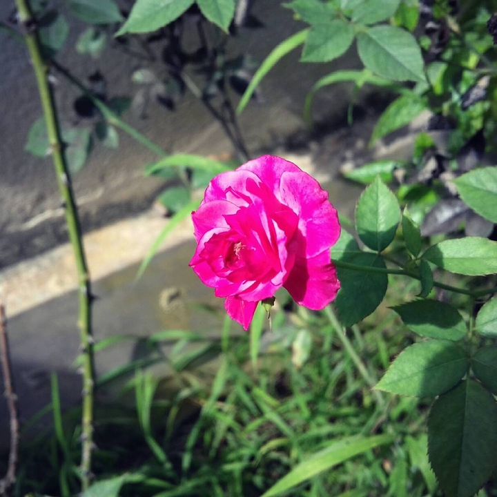beauty of summer