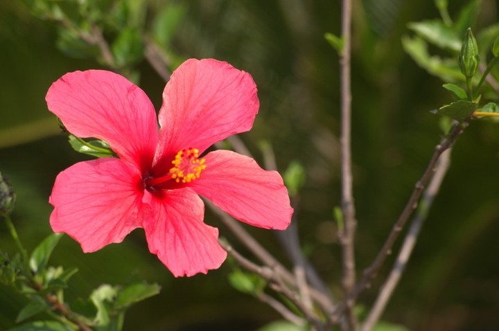 Hibiscus