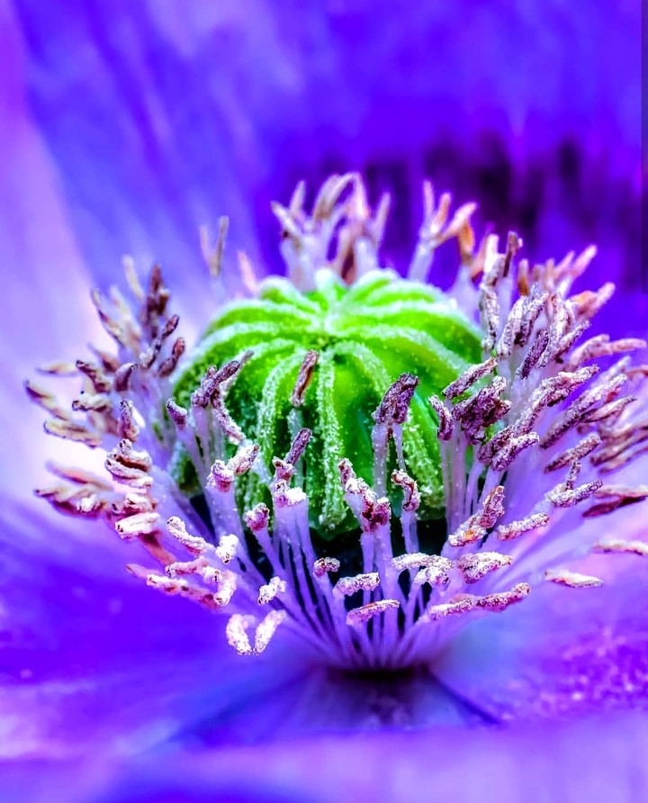 macro