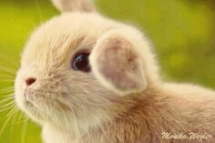 hasi III.
