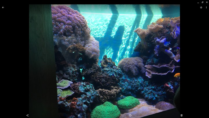 Coral
