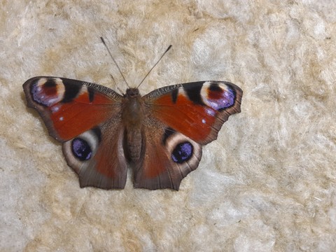 רקעים pollinator, wing