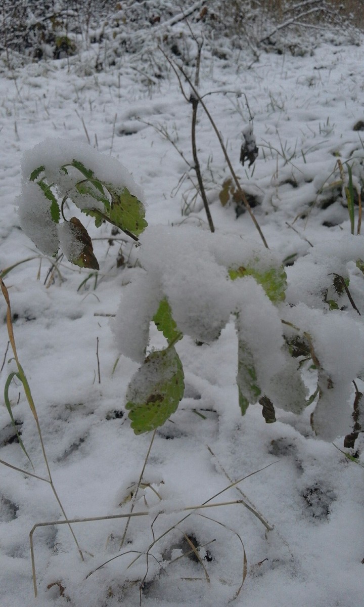 Nettle-Pokrzywa