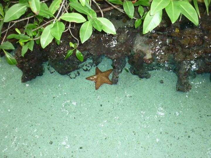 estrella