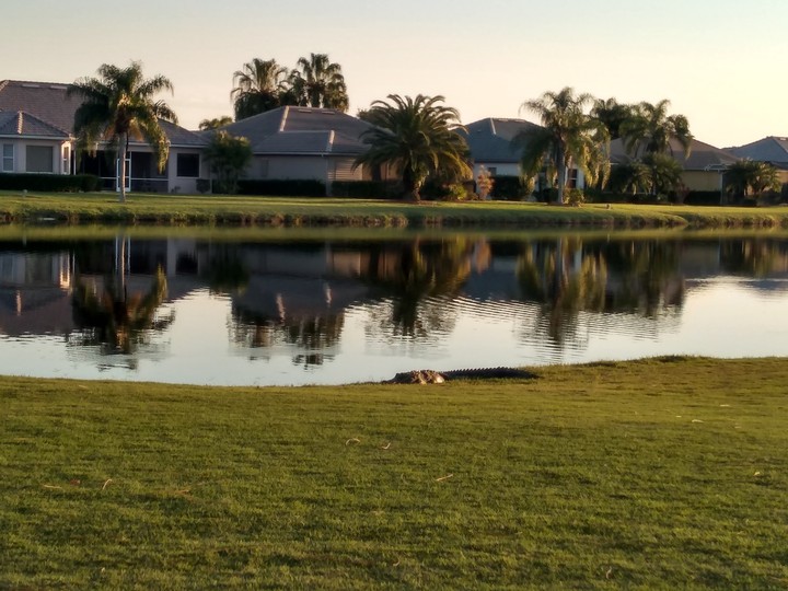 Gator time