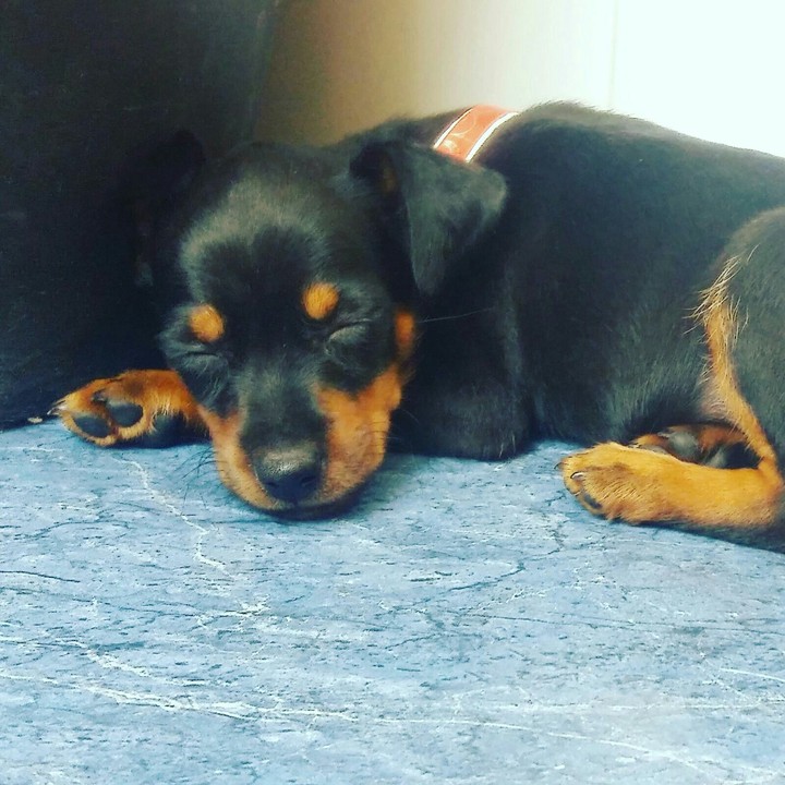 cachorrito