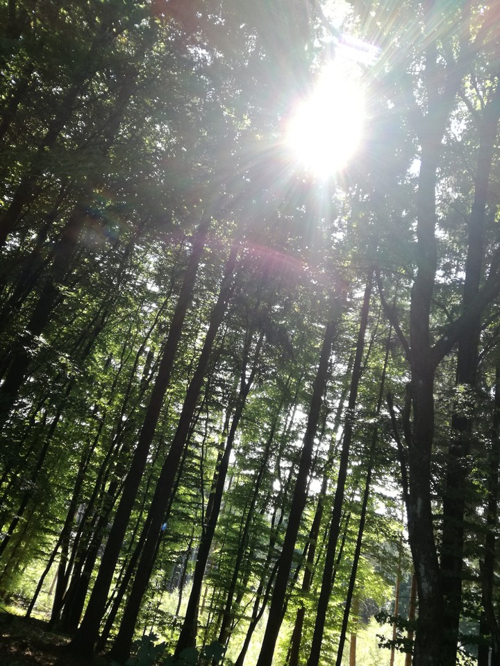 forrest
