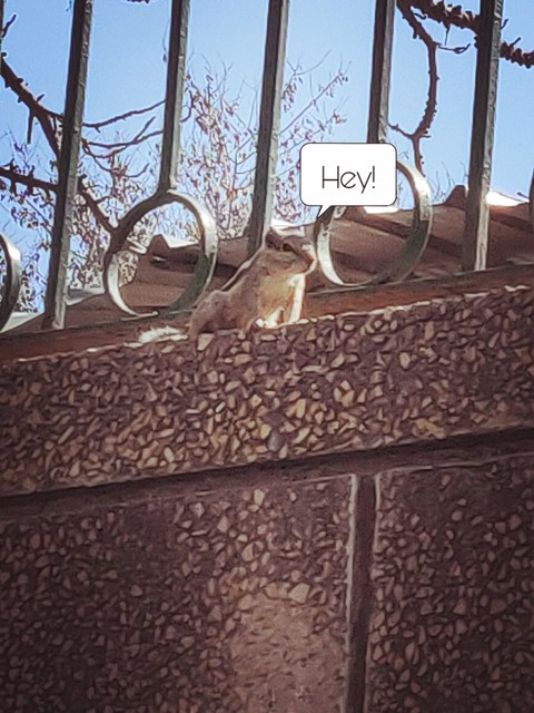 Cute Squirrel