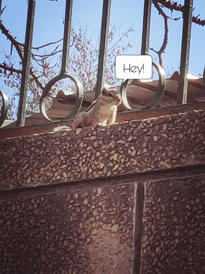 Cute Squirrel