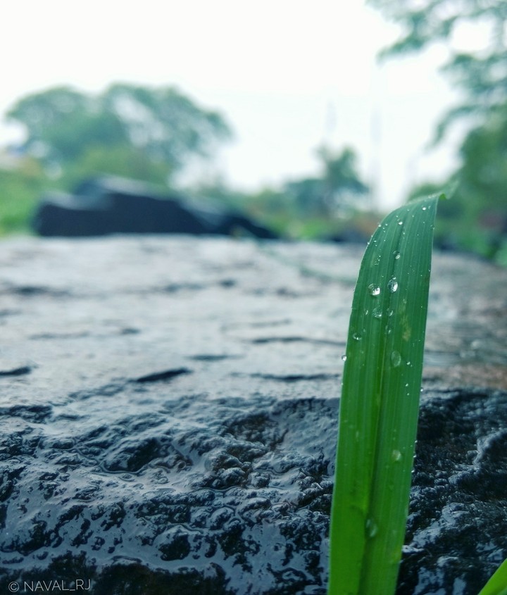 Rock nd leaf