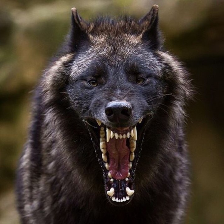 wolf