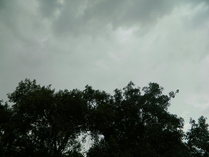trees with dark cloud